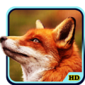 Fox Wallpaper Apk