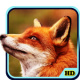 Fox Wallpaper APK