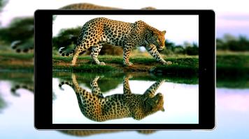 Cheetah Wallpapers HD APK צילום מסך #10