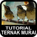 Tutorial Ternak Murai Medan Apk