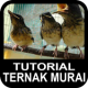 Tutorial Ternak Murai Medan APK