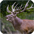 Hunting Animals Free Apk