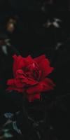 Roses APK 螢幕截圖圖片 #6