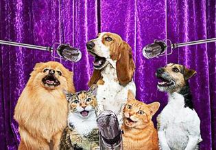 Dog &amp; Cat Band Ringtones APK Download for Android