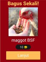 Maggot BSF Quiz 2020, Pondasi Bisnis Ternak Maggot APK 屏幕截图图片 #11