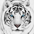 White Tiger Wallpaper HD Apk