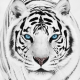 White Tiger Wallpaper HD APK