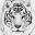 White Tiger Wallpaper HD Download on Windows