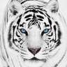 White Tiger Wallpaper HD Application icon