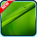 Green Wallpaper Apk