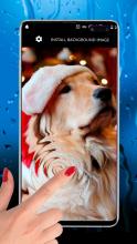 Labrador Christmas Puppy Dog Santa Live Wallpaper APK Download for Android